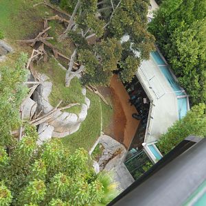 Gorillas meet their public as seen from 20,000 feet