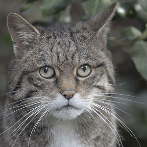 Scottish wildcat