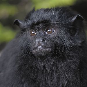 Red handed tamarin