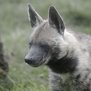 Striped hyaena