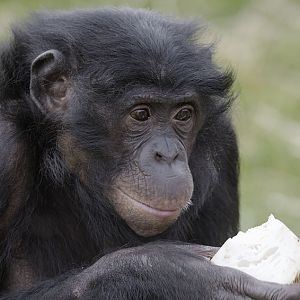 Bonobo