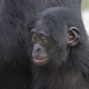 Bonobo infant