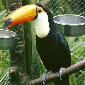 Toco Toucan 13th September 2012