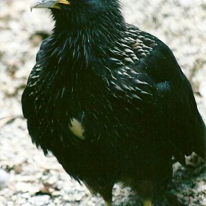 Striated Caracara 13th September 2012