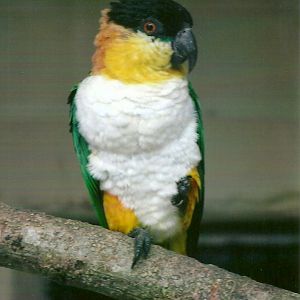 Black-headed Caique 13th September 2012