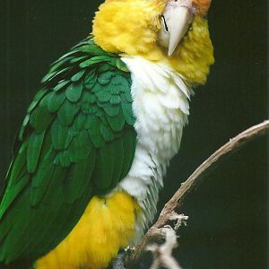 White-bellied Caique 13th September 2012