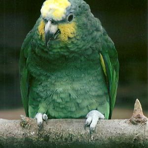 Orange-winged Amazon 13th September 2012