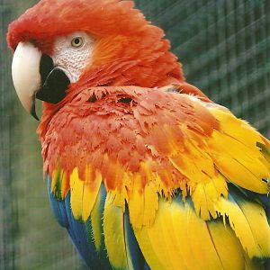 Scarlet Macaw 13th September 2012