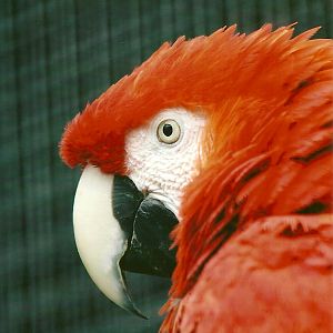 Scarlet Macaw 13th September 2012