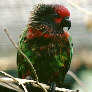 Yellow-streaked Lory 13th September 2012