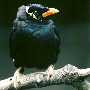 Greater Hill Mynah 13th September 2012