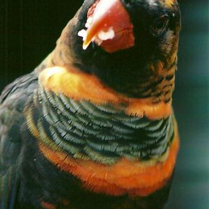 Dusky Lory 13th September 2012