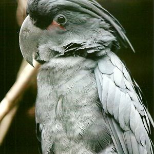 Palm Cockatoo 13th September 2012