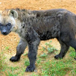 Young spotted hyaena; Colchester; 23rd October 2012