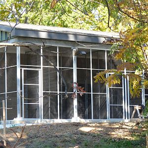 Sitatunga Exhibit Construction 10-22-12
