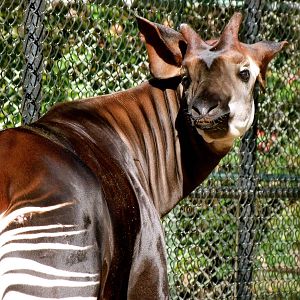 Okapi (African Journey), 10-22-12