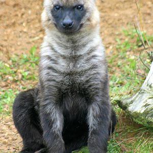 Young spotted hyaena; Colchester; 23rd October 2012
