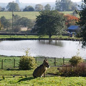 A Mara With A View at Blackbrook, 21/10/12