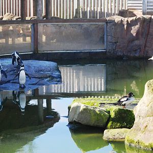 Penguin Pool at Blackbrook, 21/10/12