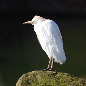 Cattle Egret at Blackbrook, 21/10/12