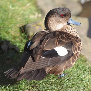 Indonesian Grey Teal at Blackbrook, 21/10/12