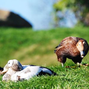 Spectacled Eiders at Blackbrook, 21/10/12