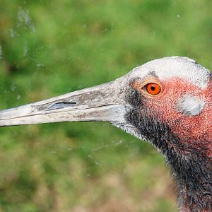 Australian Sarus Crane at Blackbrook, 21/10/12