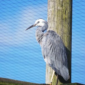 White-faced Heron at Blackbrook, 21/10/12