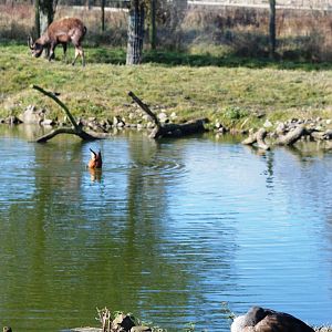 African Paddock at Blackbrook, 21/10/12