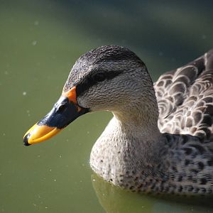 Indian Spotbill at Blackbrook, 21/10/12