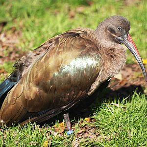Hadada Ibis at Blackbrook, 21/10/12