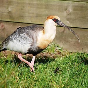 Buff-necked Ibis at Blackbrook, 21/10/12
