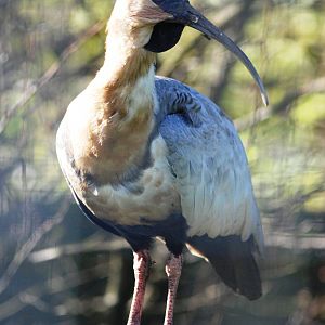 Black-faced Ibis at Blackbrook, 21/10/12