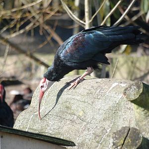 Southern Bald Ibis at Blackbrook, 21/10/12