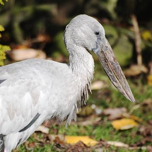 Asian Openbill at Blackbrook, 21/10/12