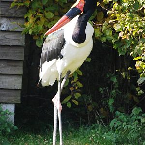 Saddle-billed Stork at Blackbrook, 21/10/12
