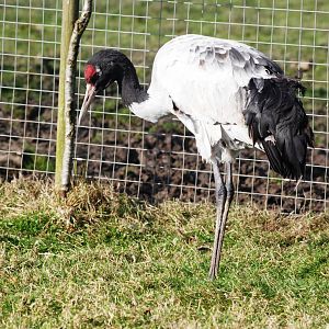 Black-necked Crane at Blackbrook, 21/10/12