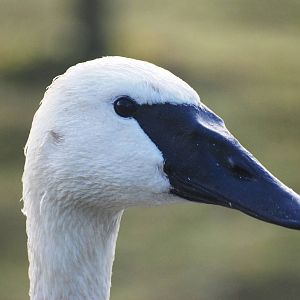 Trumpeter Swan at Blackbrook, 21/10/12