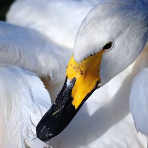 Whooper Swan at Blackbrook, 21/10/12