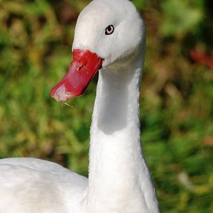 Coscoroba Swan at Blackbrook, 21/10/12