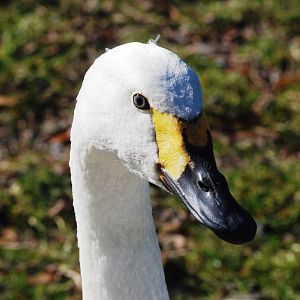 Jankowski's Swan at Blackbrook, 21/10/12