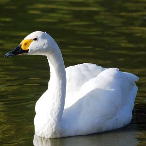 Bewick's Swan at Blackbrook, 21/10/12