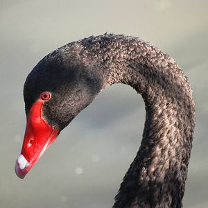 Black Swan at Blackbrook, 21/10/12