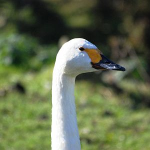 Bewick's Swan at Blackbrook, 21/10/12