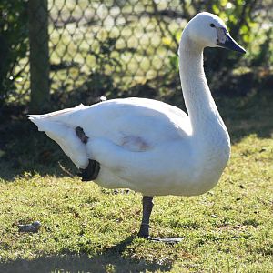 Jankowski's Swan at Blackbrook, 21/10/12