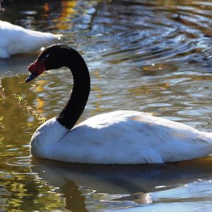 Black-necked Swan at Blackbrook, 21/10/12