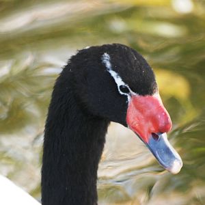 Black-necked Swan at Blackbrook, 21/10/12