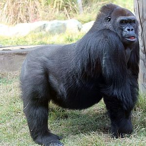 Western lowland gorilla