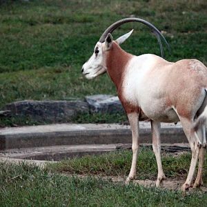 Scimitar-Horned Oryx