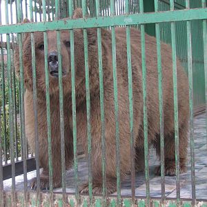 Brown Bear (mashhad zoo)